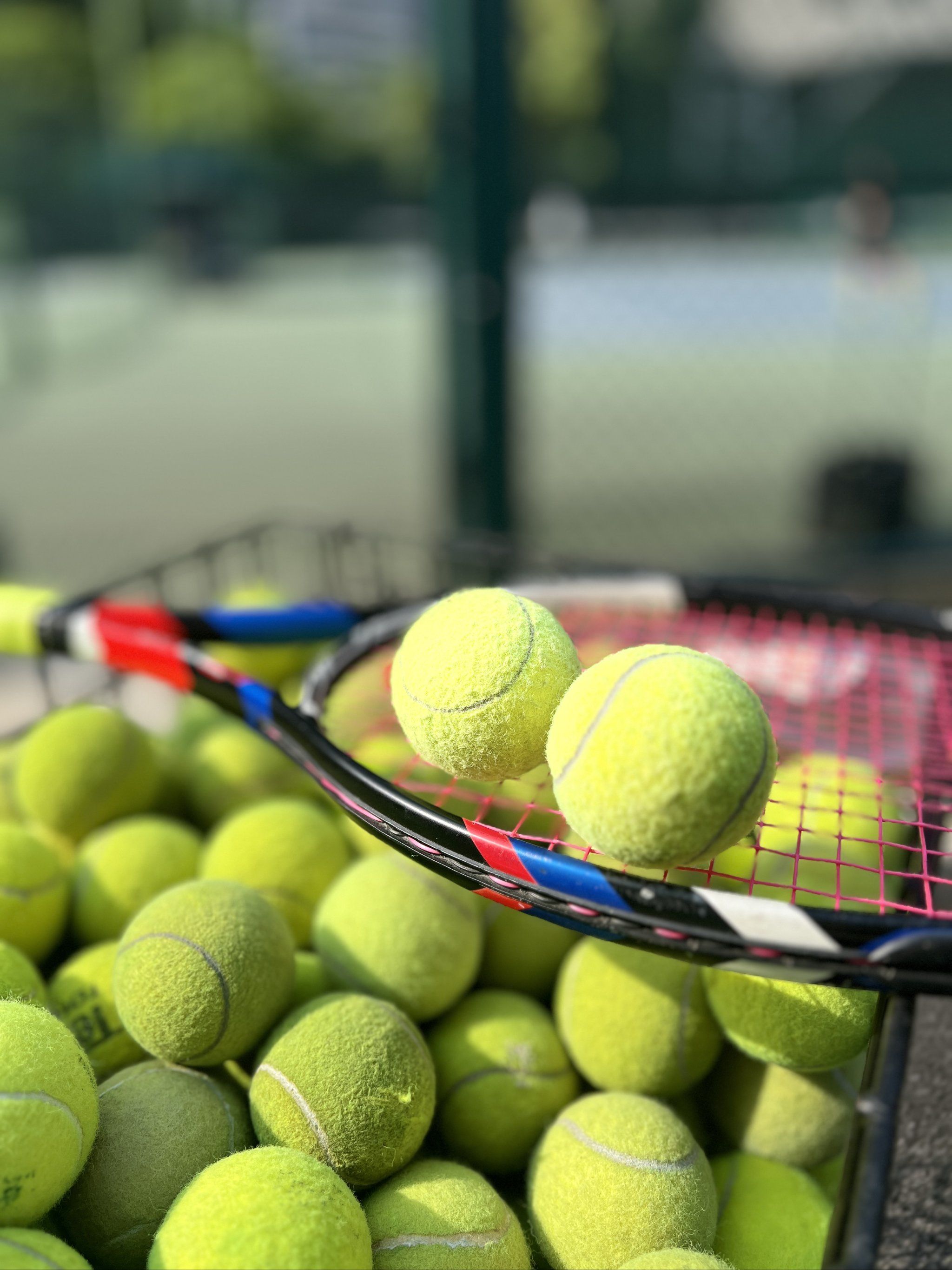 阵雄鹿的比 阵雄鹿的比